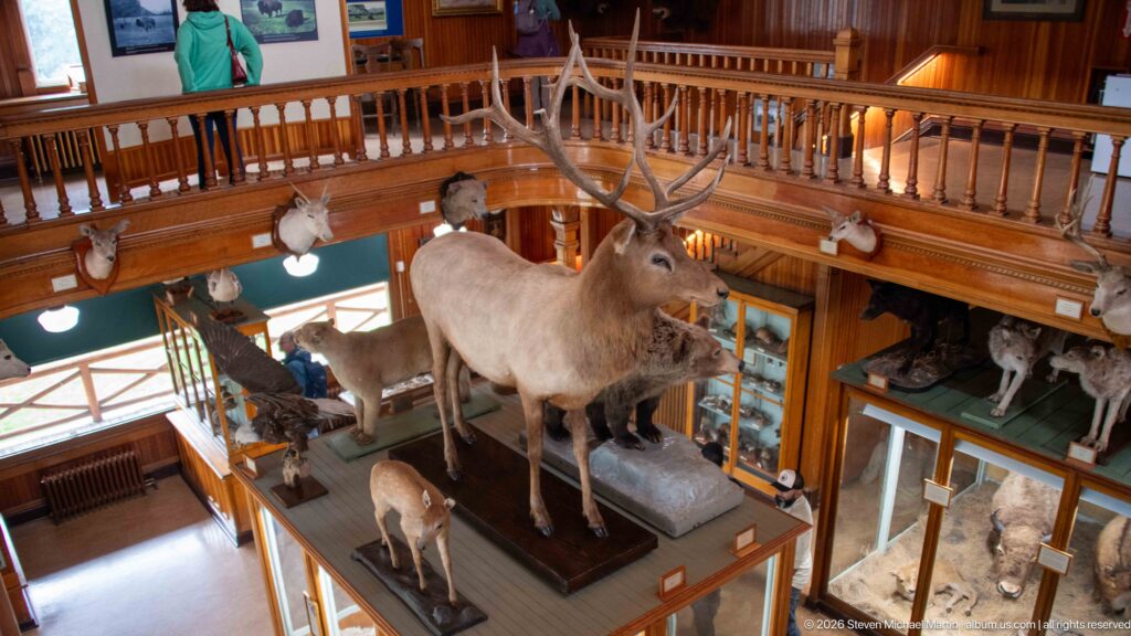 Elevated view of central museum hall with a full-bodied bull elk, smaller mammals, cases, and mounted heads.