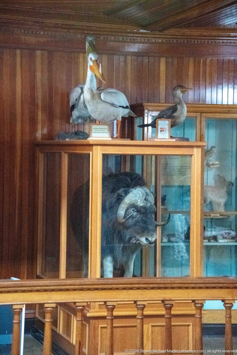 Several mounted waterbirds displayed on and inside a glazed wooden cabinet beside the upper-gallery railing.