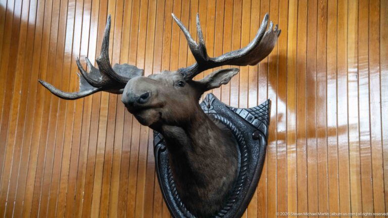 Bull moose shoulder mount with broad palmate antlers and long muzzle against polished wood paneling.
