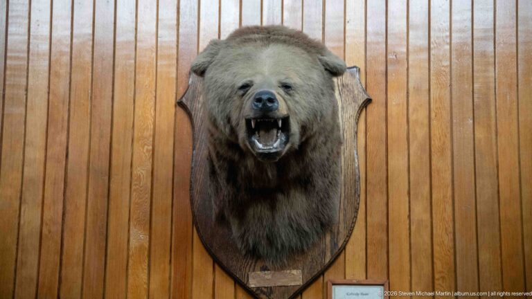 Grizzly bear head mount with open jaws and heavy brown fur on a wood-paneled wall.