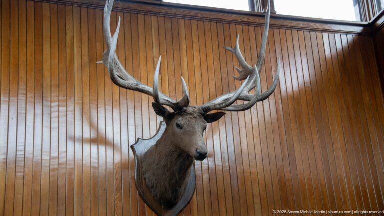 Bull elk shoulder mount with large branching antlers on a vertical wood-paneled wall.