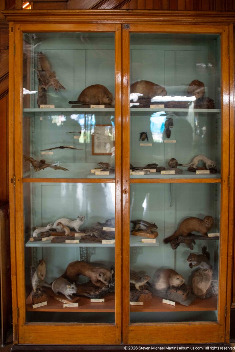 Glazed wooden cabinet filled with labeled small mammal specimens arranged across several shelves.