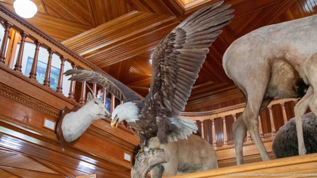 Taxidermy bald eagle with wings spread among mounted mammals and birds in the wood-paneled gallery.