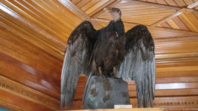 Large dark eagle specimen mounted with wings spread against the polished wooden museum interior.