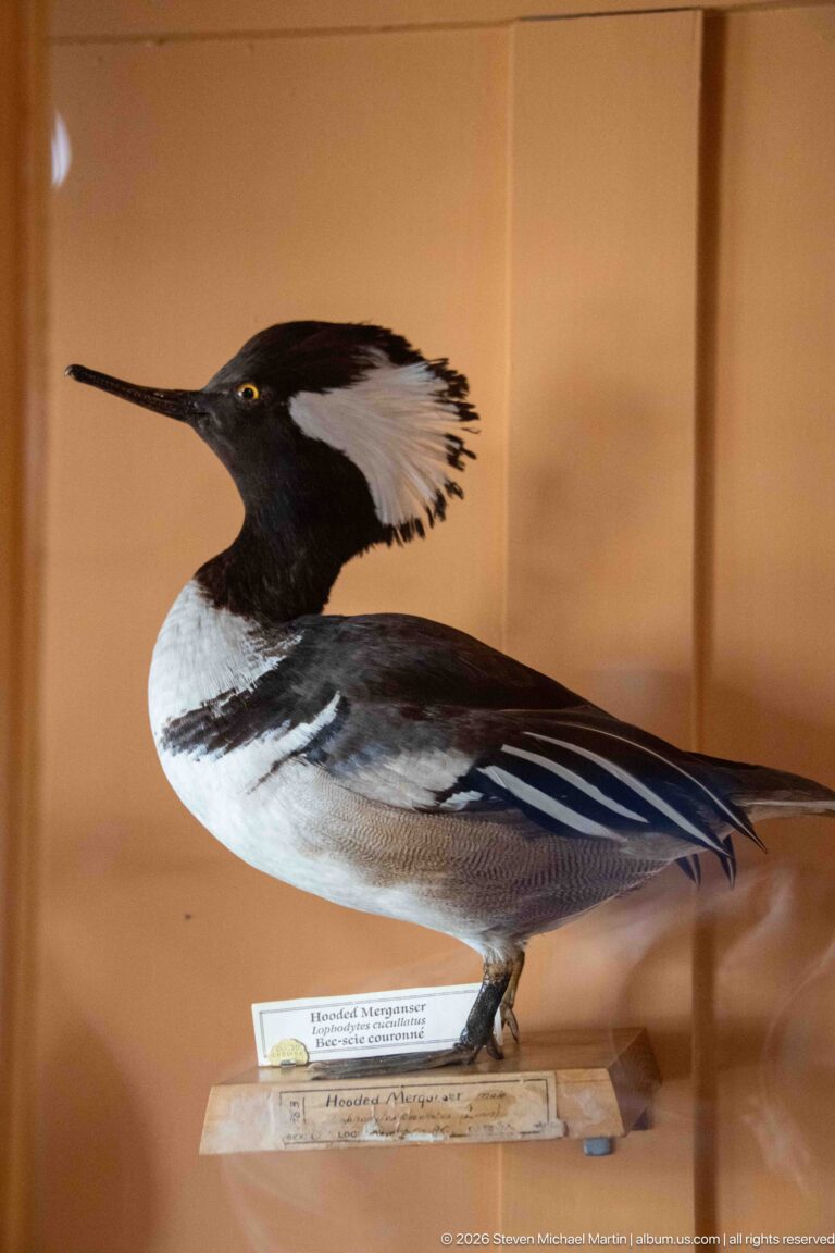 Taxidermy male hooded merganser in profile with black head, white fan-shaped crest, and patterned plumage.