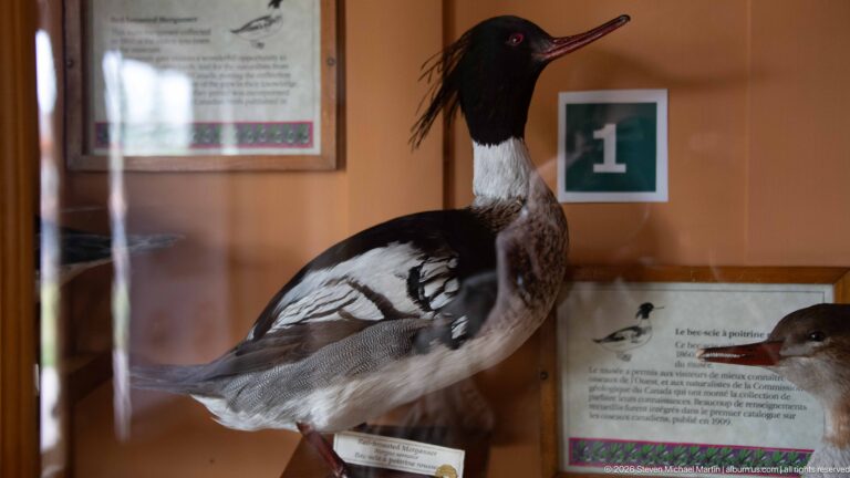 Male red-breasted merganser specimen with shaggy dark crest, narrow bill, white neck, and mottled breast.