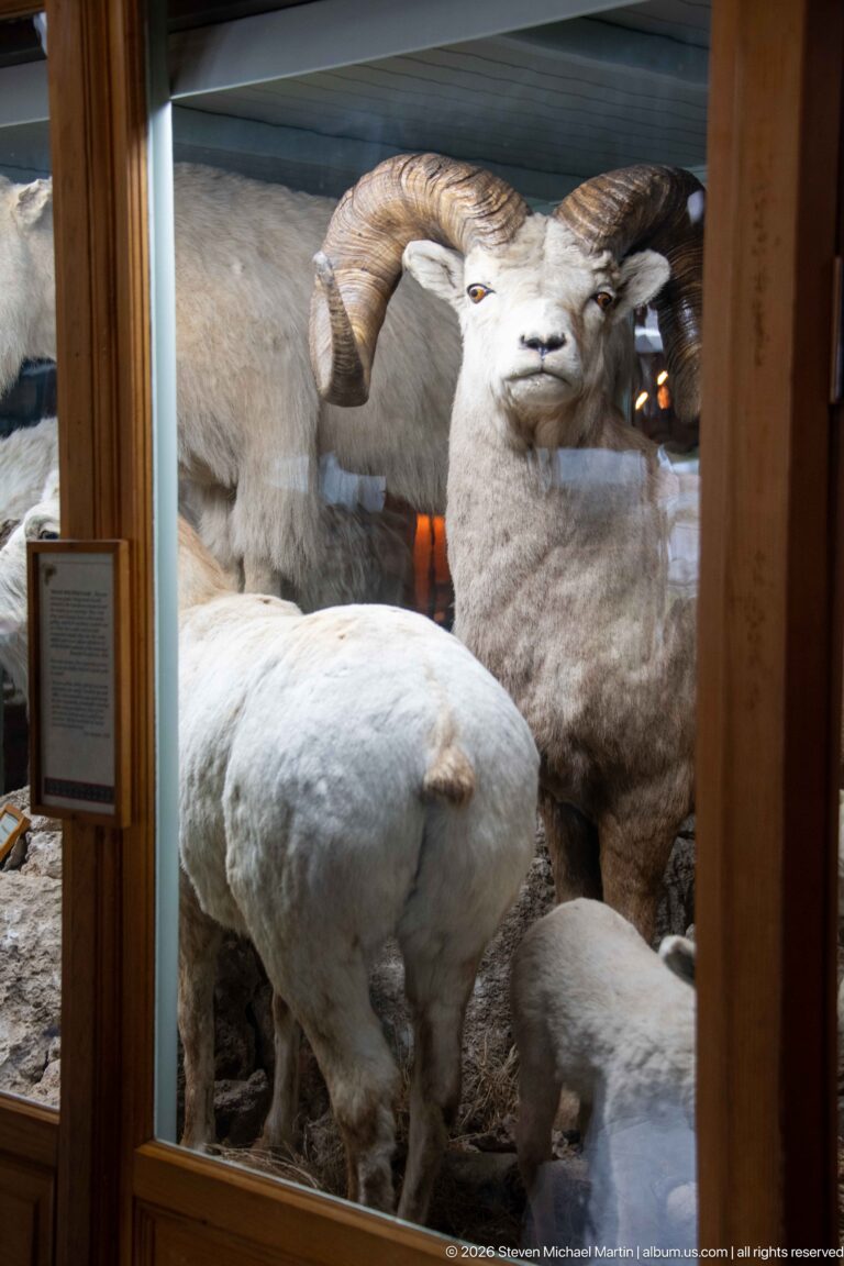 Horned wild sheep and several pale animals grouped on rocky ground inside a glass museum diorama.