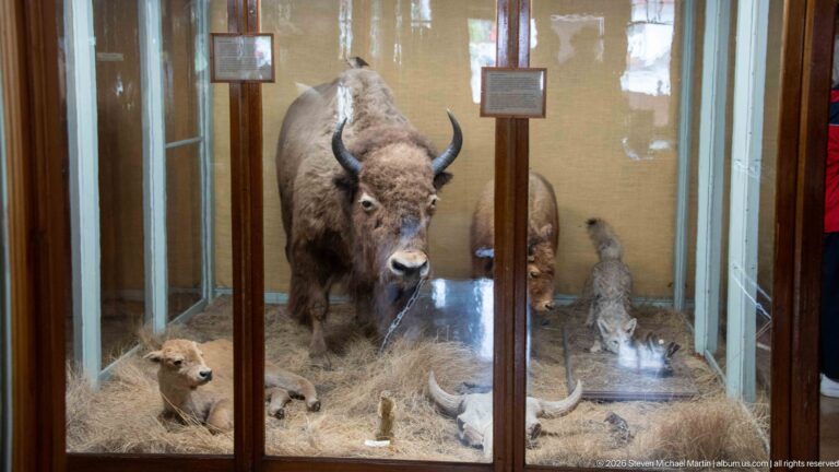 Full-bodied bison standing in a glass habitat case with several smaller mammals and natural ground material.