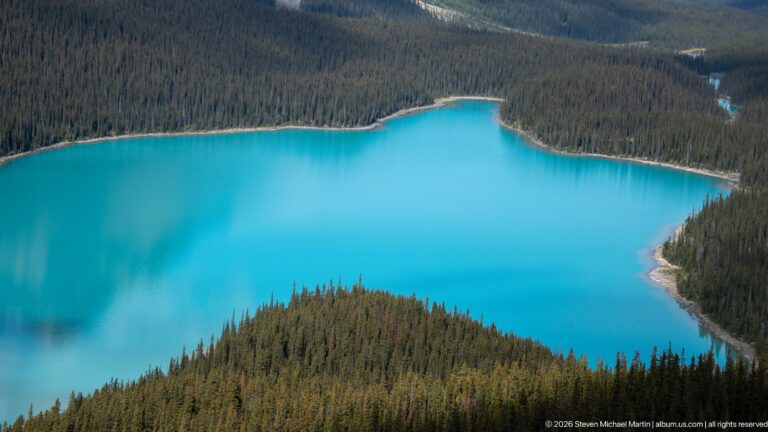 Close elevated view of turquoise Peyto Lake bordered by dense conifer forest and a wooded peninsula.