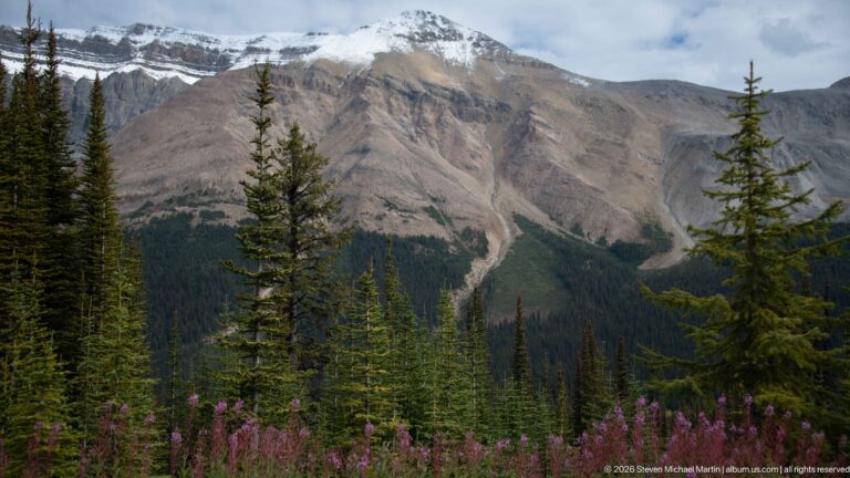 Gray-brown eroded mountain slope with pale gullies and a small snow patch above conifers and pink fireweed.