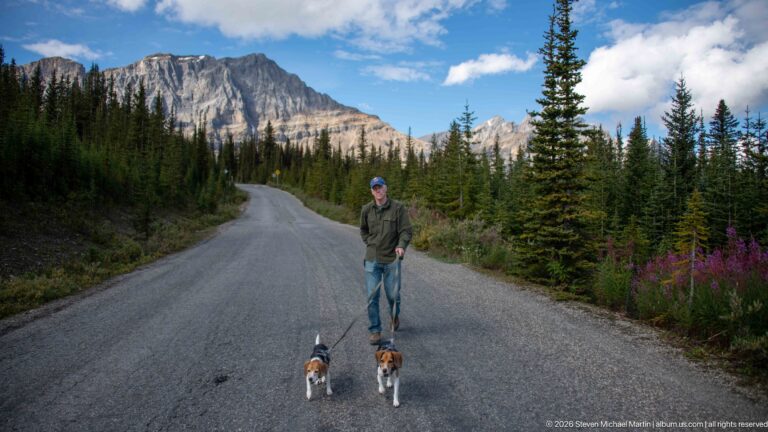 Person and two leashed beagles stand centered on a paved road curving through conifer forest toward mountains.