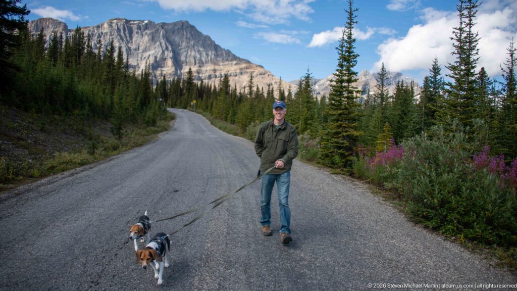 Person walks two leashed beagles down a curving mountain road lined with conifers and fireweed.