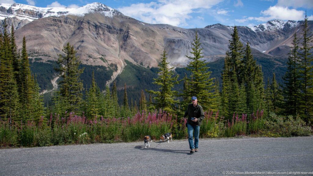 Person walking two leashed beagles across pavement with fireweed, conifers, and rocky mountains in the background.