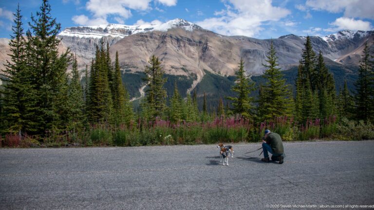 Person crouches beside a leashed beagle on pavement with fireweed, conifers, and high rocky mountains behind.