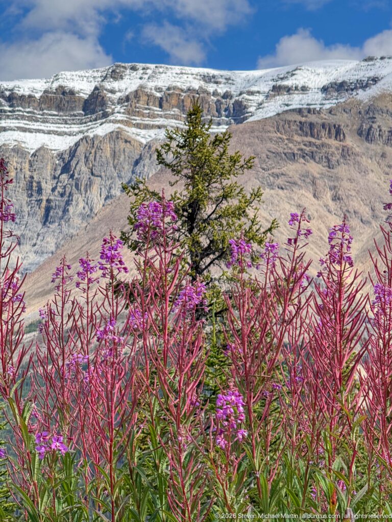 Pink and reddish fireweed surrounds a small evergreen below a broad, layered mountain with patches of snow.