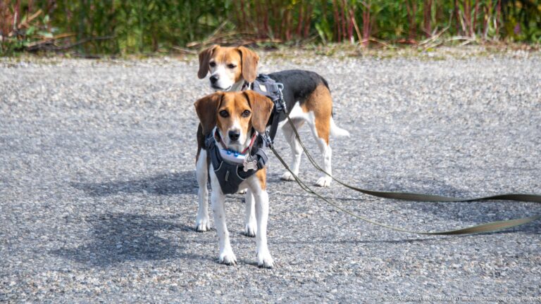 Two harnessed beagles on leashes stand on gray pavement with blurred fireweed and vegetation behind them.