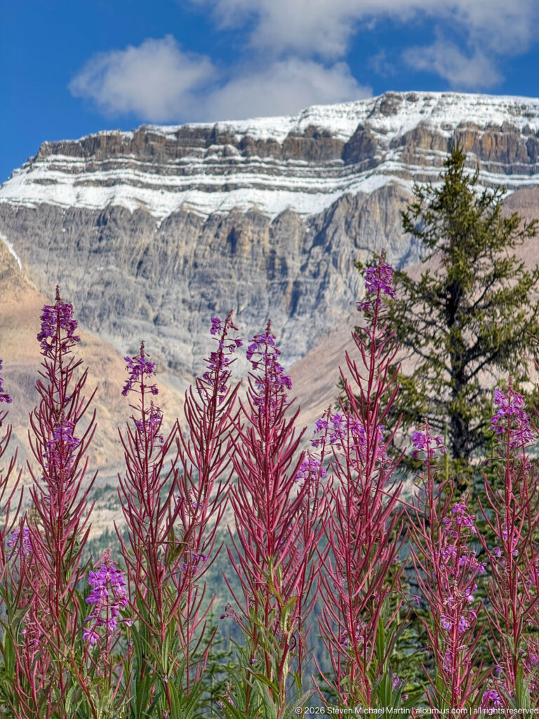 Dense magenta fireweed below a layered gray mountain with lingering snow and a single conifer at right.