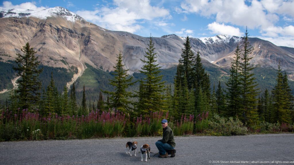 Person kneeling beside two leashed beagles on pavement with fireweed, conifers, and mountains behind.