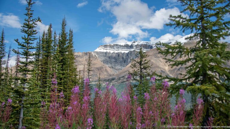 Magenta fireweed and conifer trees stand before a pale snow-streaked mountain beneath blue sky and clouds.
