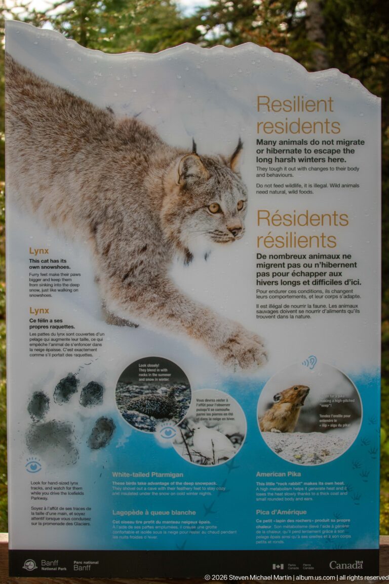 Bilingual “Resilient Residents” Parks Canada panel featuring a Canada lynx in snow with smaller wildlife and track illustrations.