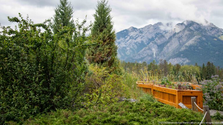 Lush garden with shrubs and raised wooden planting beds, backed by trees and a broad gray Rocky Mountain face.