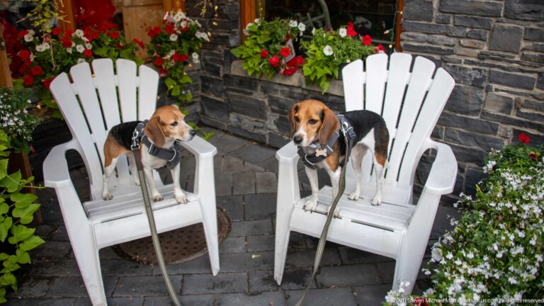Two beagles sitting on white Adirondack chairs beside a dark stone wall and flowering planters.