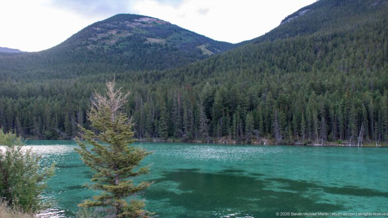 Turquoise mountain water bordered by dense conifer forest and a small foreground spruce.