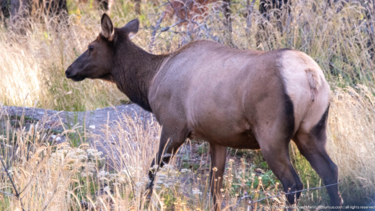 Cow elk standing broadside in tall dry grass near forest vegetation.