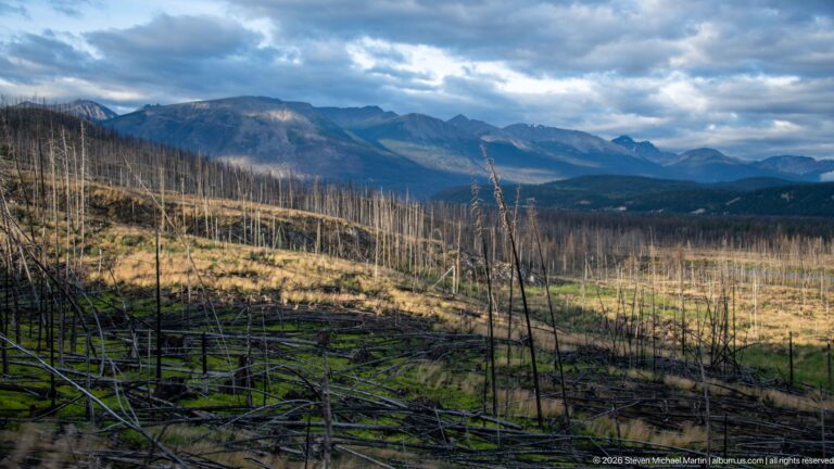 Burned mountain valley with standing dead trees, fallen trunks, green regrowth, and distant peaks.