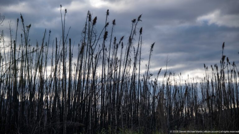 Blackened standing tree trunks in a burned forest beneath dark storm clouds.