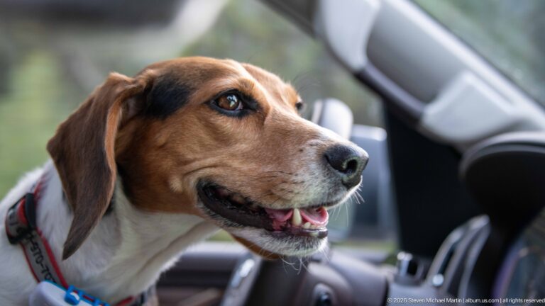 Close portrait of a brown-and-white beagle inside a vehicle.
