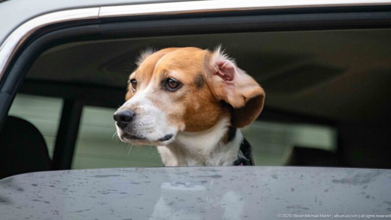 Brown-and-white beagle looking through an open vehicle window.