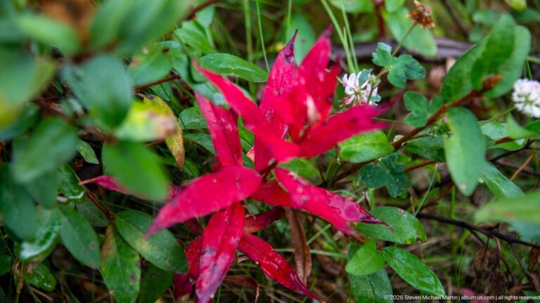 Bright red autumn leaves among green understory plants and small white flowers.