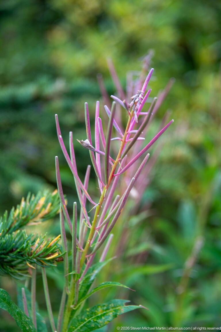 Pink-purple narrow leaves and seed pods beside a green evergreen branch.