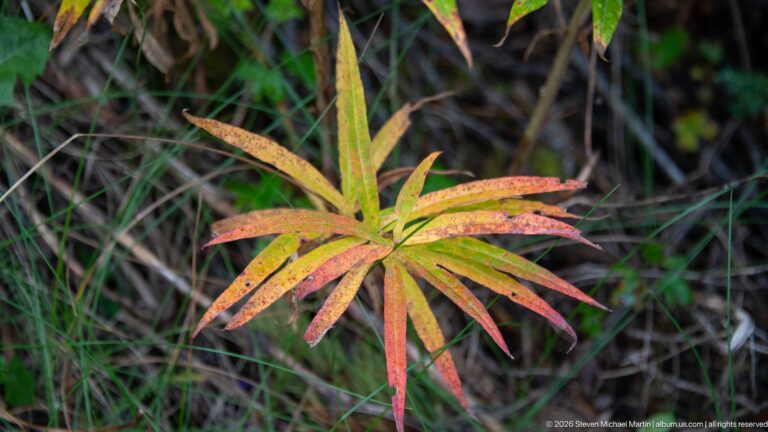 Fireweed plant with narrow leaves turning yellow, orange, and red.