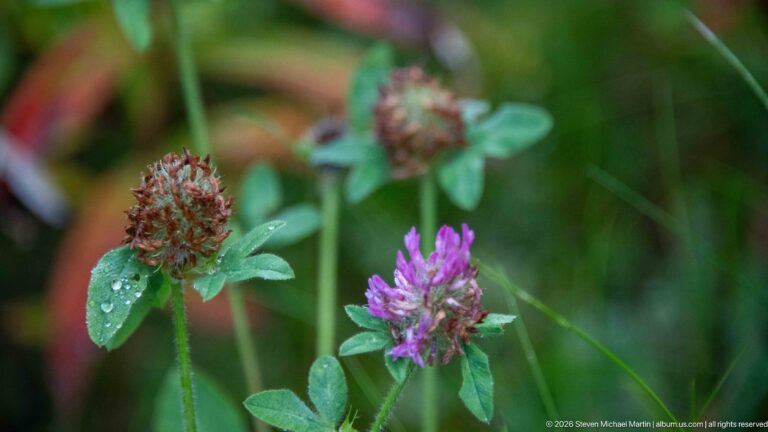 Purple-pink clover flower heads and green leaves with water droplets.