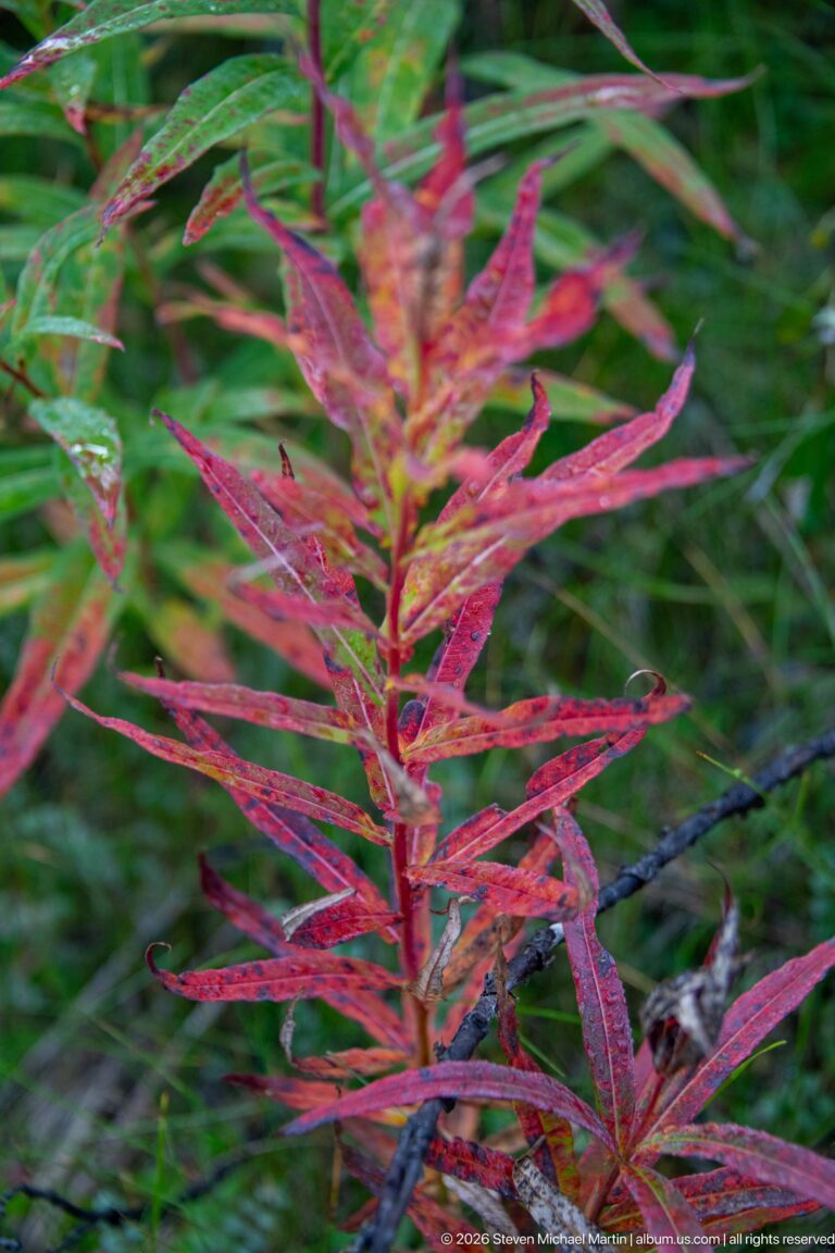 Red and magenta fireweed leaves on upright stems against green vegetation.