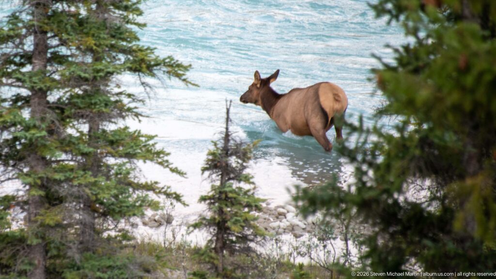 Elk wading through turquoise river water partly framed by evergreen branches.