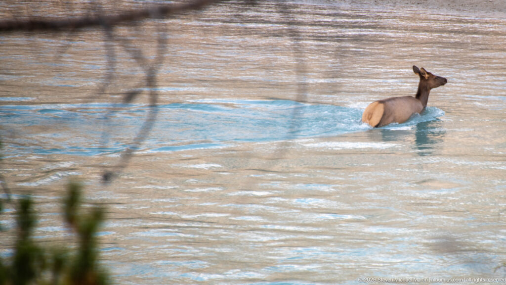 Elk wading through blue-green river water with its lower legs submerged.