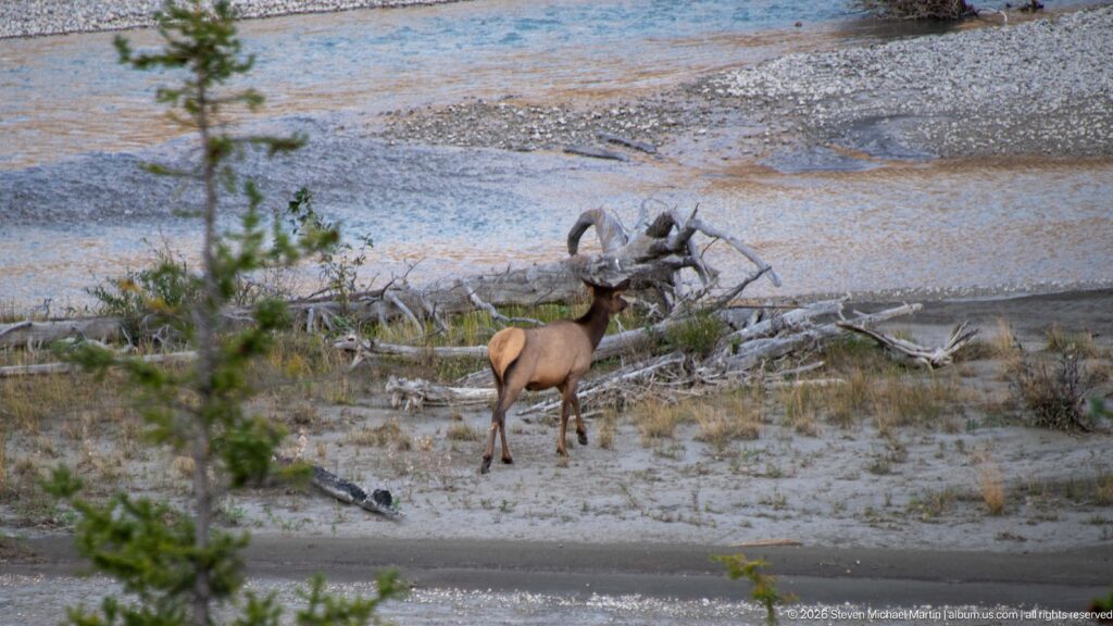 Elk standing on pale river gravel beside large driftwood and shallow channels.