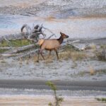 Elk walking across a pale gravel bar beside shallow river channels and driftwood.
