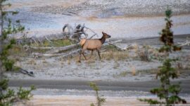 Elk walking across a pale gravel bar beside shallow river channels and driftwood.