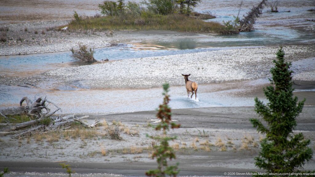Elk standing by shallow braided river channels, gravel bars, and driftwood.