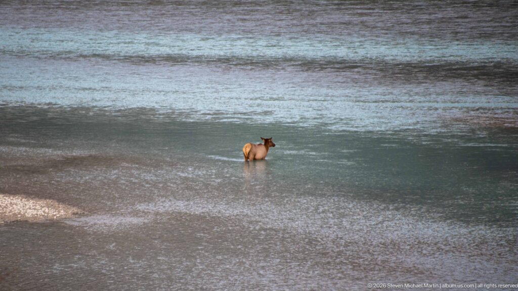 Lone elk wading through a broad shallow river channel.