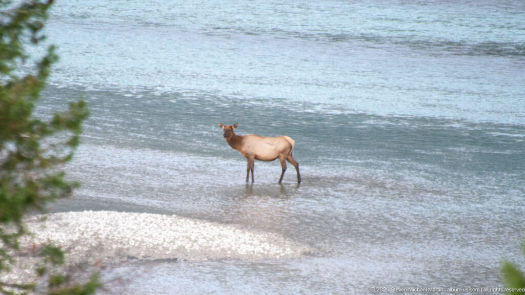 Elk standing in shallow blue-green river water beside a gravel bar.