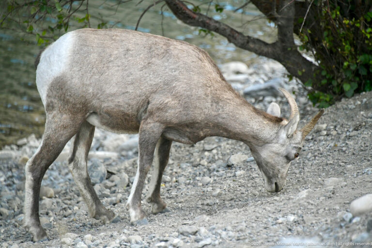 Horned bighorn sheep with head lowered over gravel and sparse vegetation.