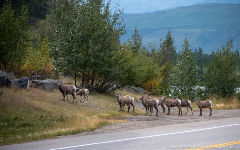 Herd of bighorn sheep walking beside a paved road in a mountain valley.