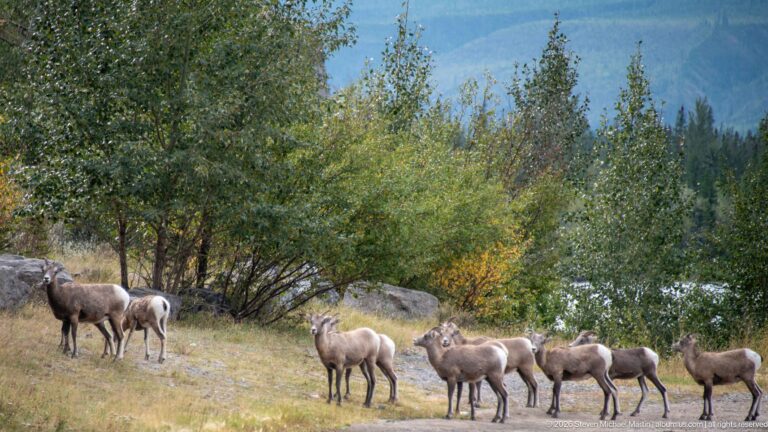 Bighorn sheep spread across a grassy roadside clearing with shrubs and trees.