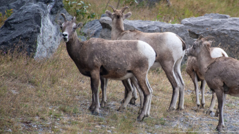 Several bighorn sheep clustered closely among dry grass and gray rocks.