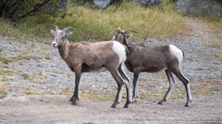 Two horned bighorn sheep standing together on open gravel.